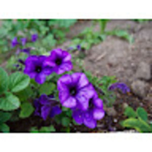 Meet your Posher, Isaiah